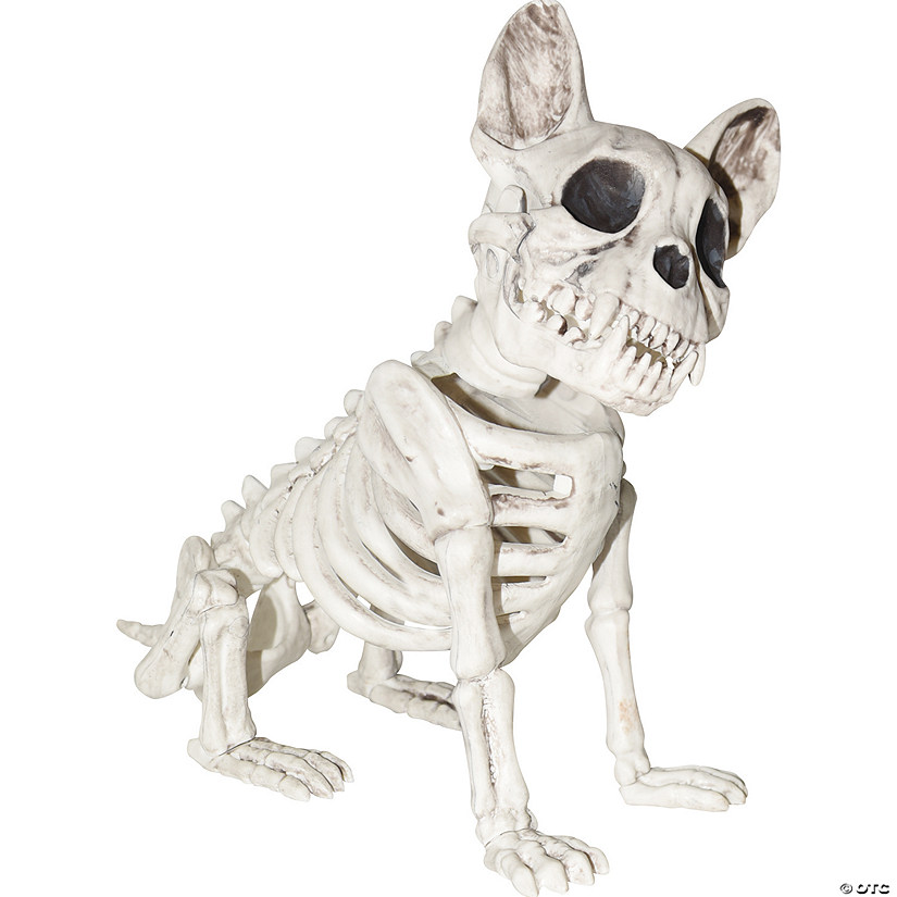 Dog Skeleton Image