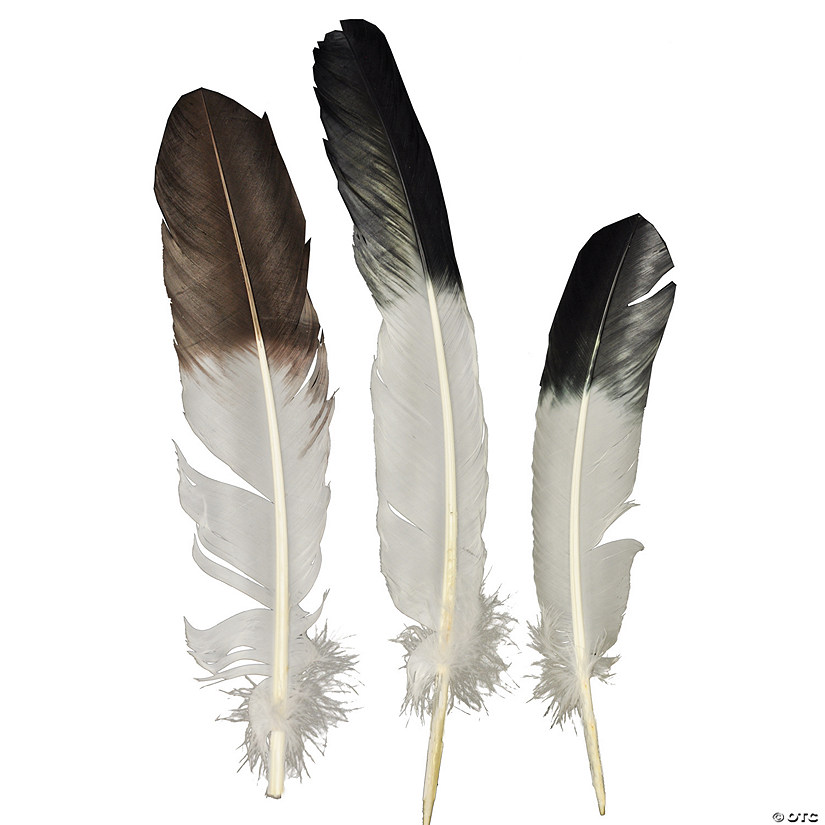 Eagle Tip Feather Image