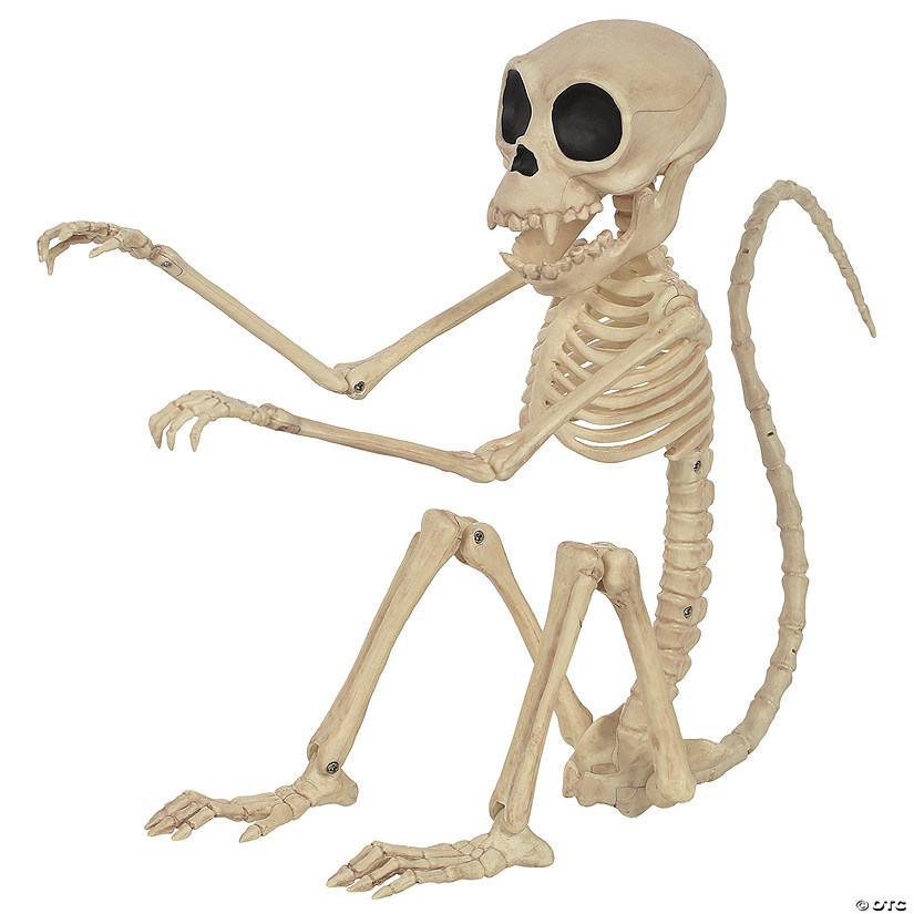 Monkey Skeleton Image