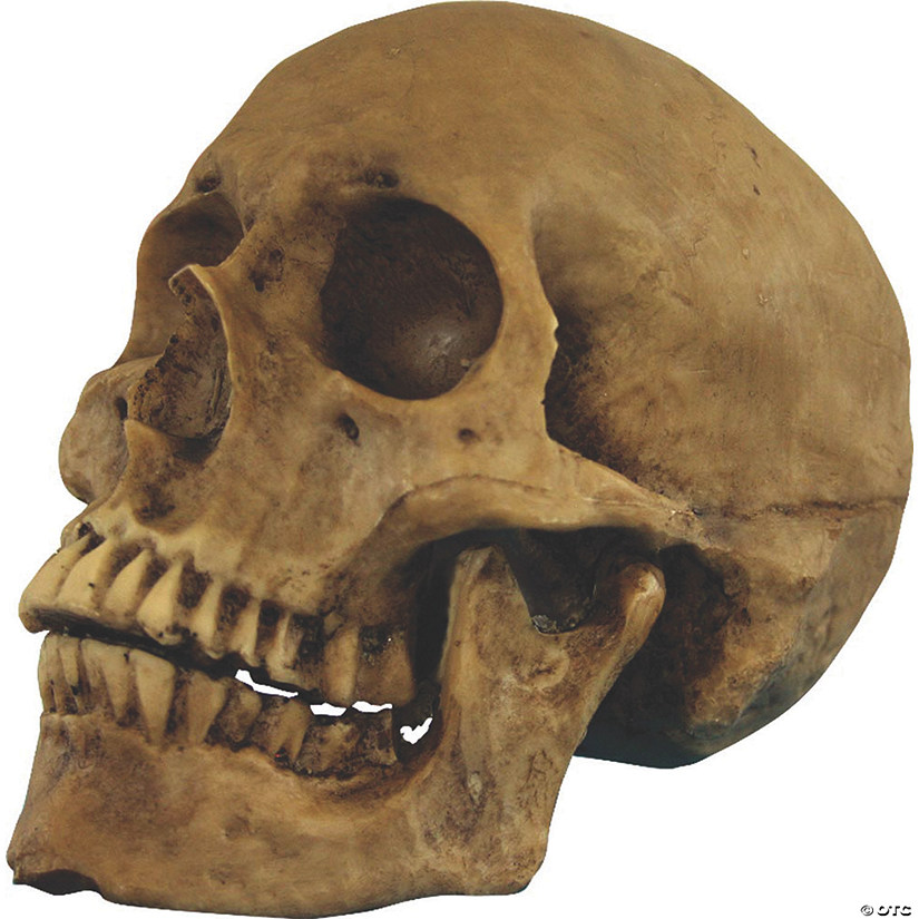 Small Skull Resin Cranium Halloween Decoration Image
