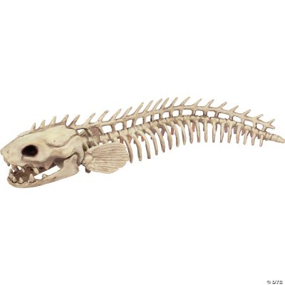 eel skeleton